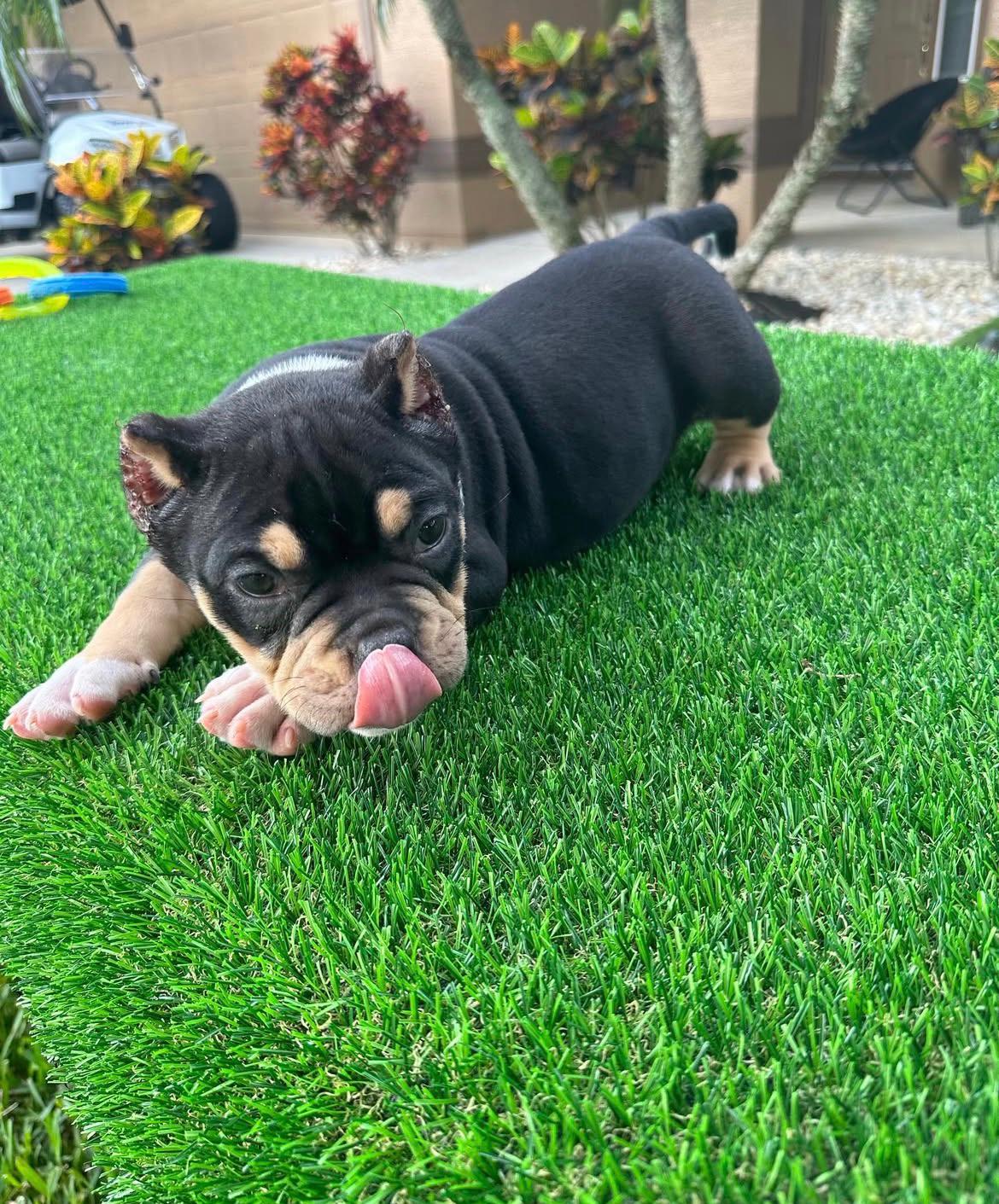 “Roxy male Pocket Bully puppy for sale at American Bully Farm”