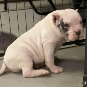 Josie | ABKC Pocket Male