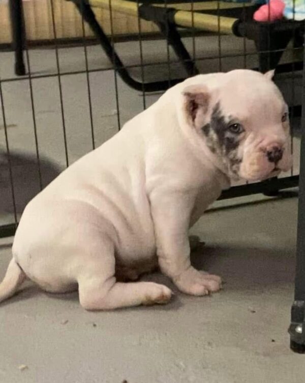 Josie | ABKC Pocket Male