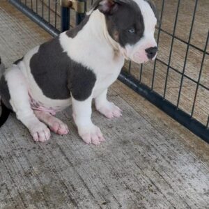 Bonnie | American Pocket Bully