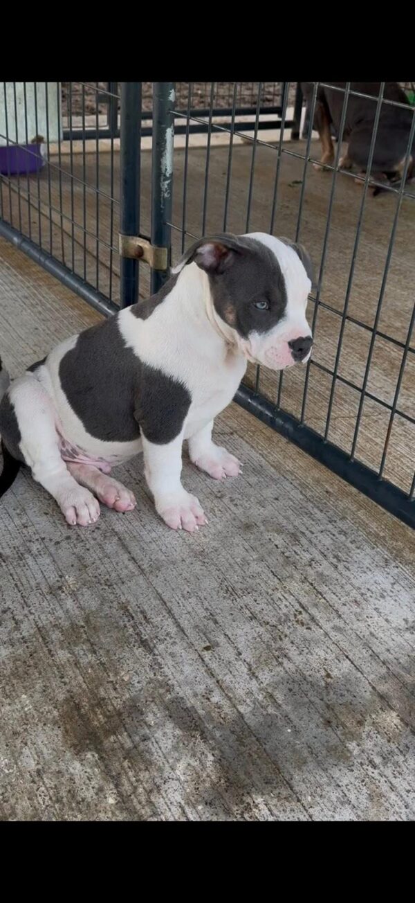Bonnie | American Pocket Bully