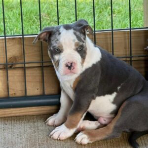Exceptional American Pocket Bully Puppy for Sale