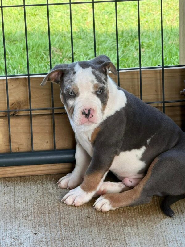 Exceptional American Pocket Bully Puppy for Sale